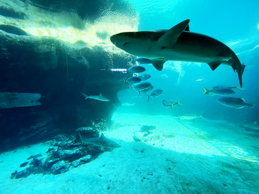 Visit the sharks and other wild life at Atlantis Bahamas Paradise Island