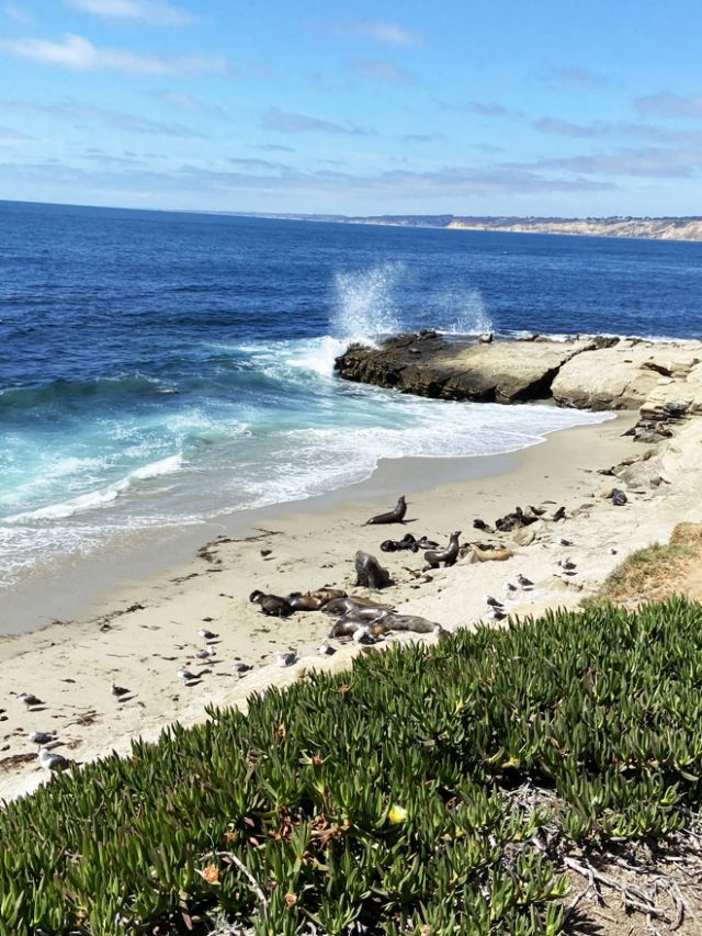 La Jolla Cove